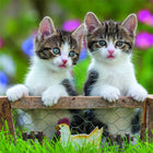 RAVENSBURGER - Chatons tigres-5