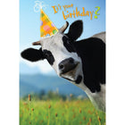 Millbrook Studios – Carte de souhaits et enveloppes, 5 3/8 x 7 3/4 po, It’s Your Birthday?, 18/paquet (06111)-Imprimées sur du papier cartonné non couché