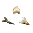 National Geographic Kit de Fouille de Dent de Requin -6